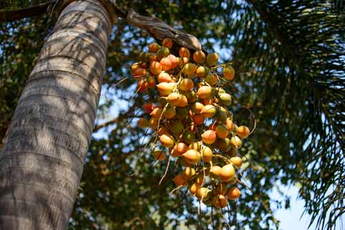 Fruit du Butia capitata