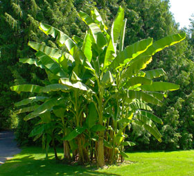 Un Musa palmier bananier
